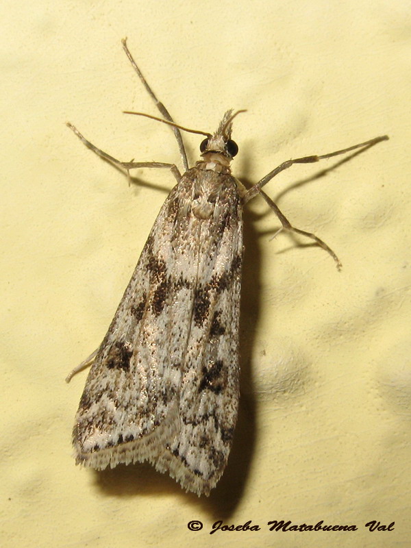 Eudonia angustea - Crambidae